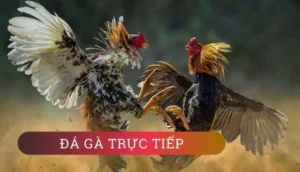 Hướng Dẫn Cách Chơi Đá Gà WS168 Tại W88 Một Cách Chi Tiết Và Hiệu Quả