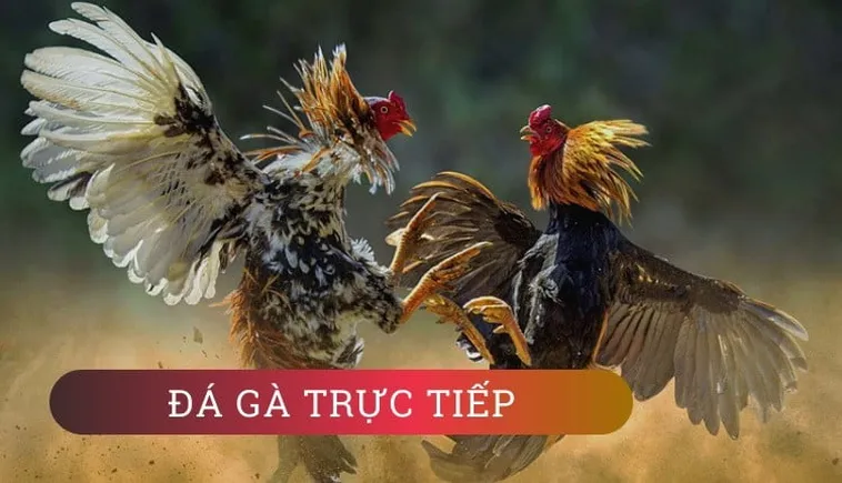 Hướng Dẫn Cách Chơi Đá Gà WS168 Tại W88 Một Cách Chi Tiết Và Hiệu Quả